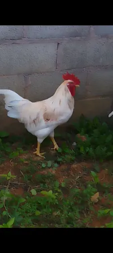 Galo Branco Grande