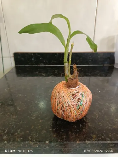 Kokedama