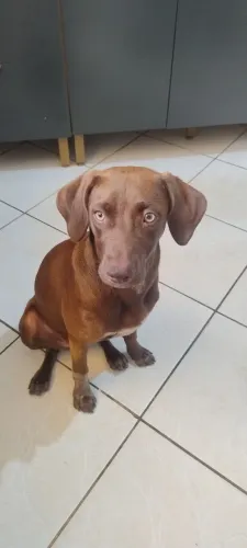 Doação Pantera