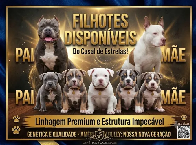 American bully
