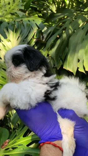 Shih-tzu - Kbabyskennel