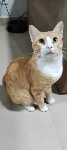 Adote o Simba