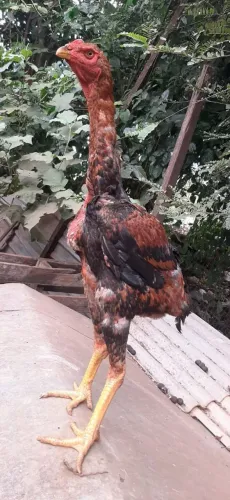 Índio gigante