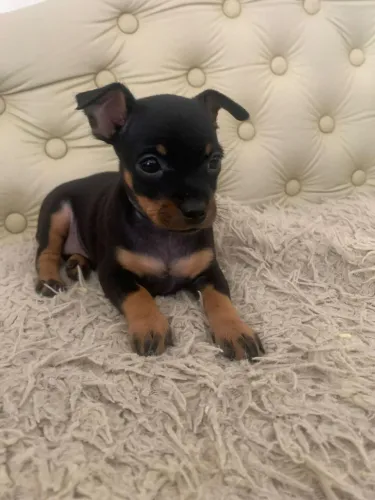 Filhote de pinscher original n° 01