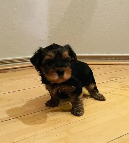 Yorkshire Terrier carinhoso 