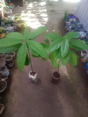 Frutíferas