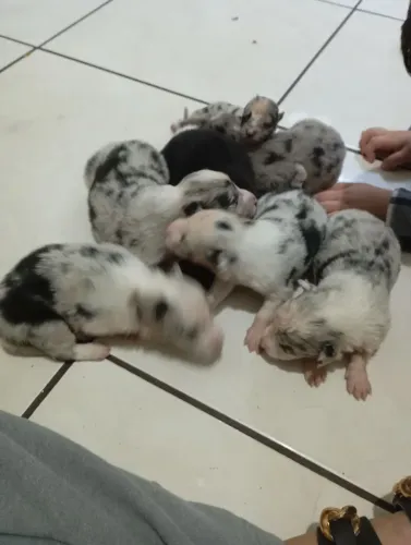 Filhote de border Collie 