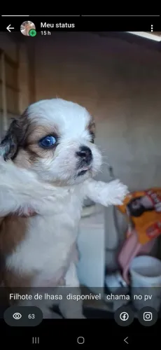 Lhasa apso