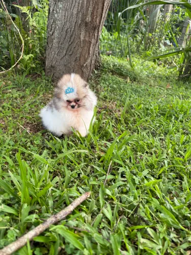 Lindo filhote lulu da Pomeranea