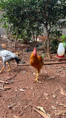 Frango suru