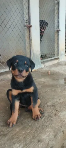 Filhotes de rottweiler