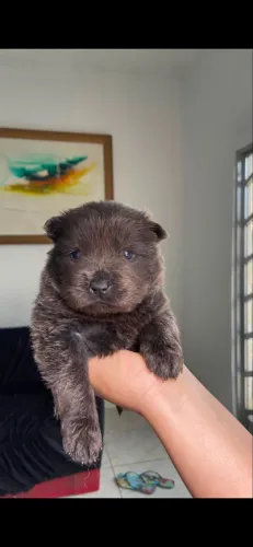 filhote de chow-chow