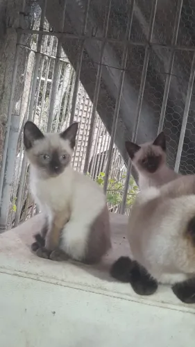 doação gatinhas