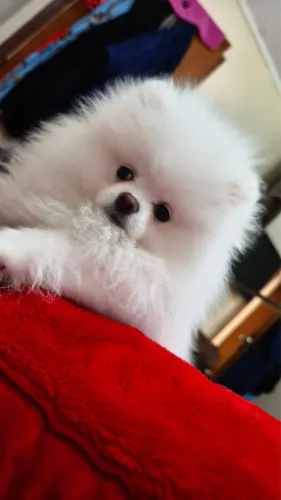 Filhote de Lulu da pomerania branco macho e fêmea