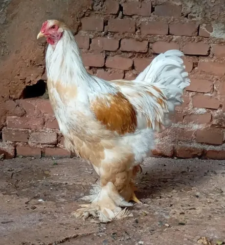 Galo BRAHMA novo cor LEMON puro R$300,00