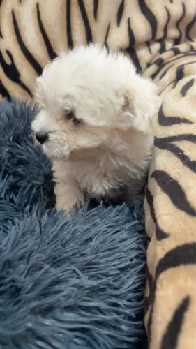 filhote de poodle toy