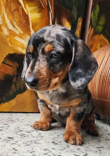 Espertos e Brincalhões! Filhotes de Teckel Com Pedigree!!