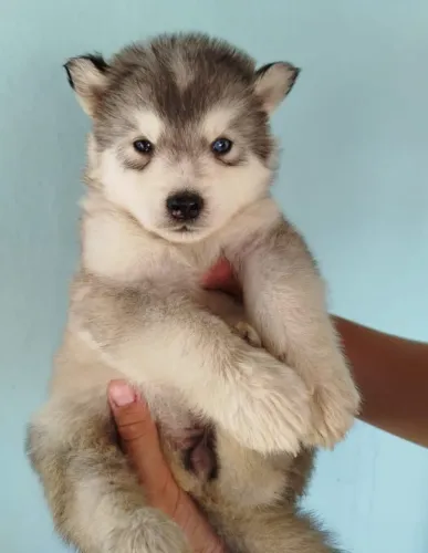 Husky fêmeas