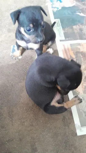 Cachorro pinscher