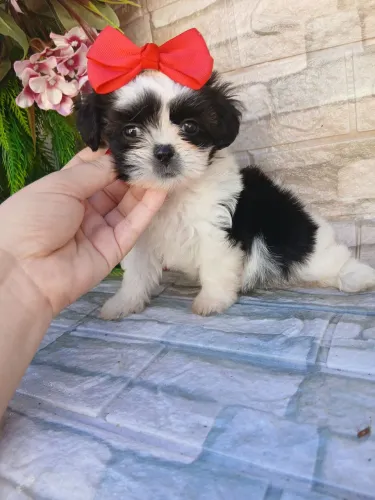 Shitzu fêmea minizinha pandinha lindaa