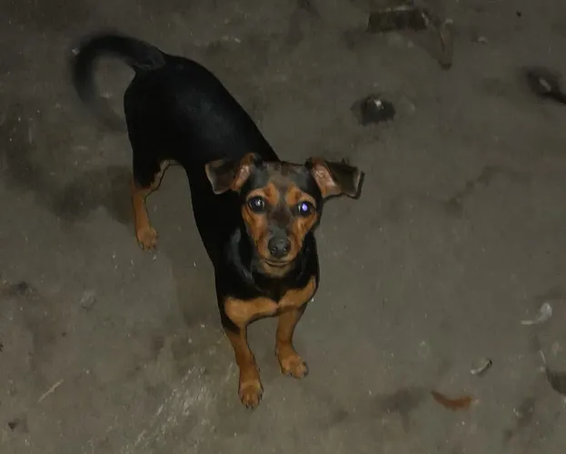 Pinscher 1 