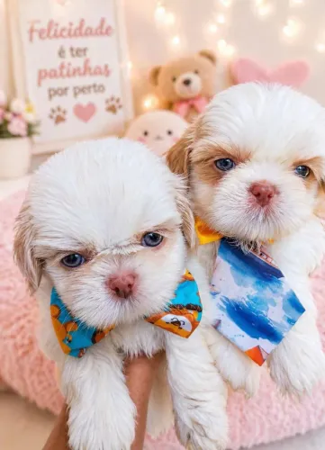 Lindos BBS de shih tzus no valor de 1,300