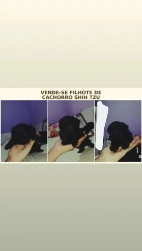 Vendo filhotes de shytzu macho na cor preto.
