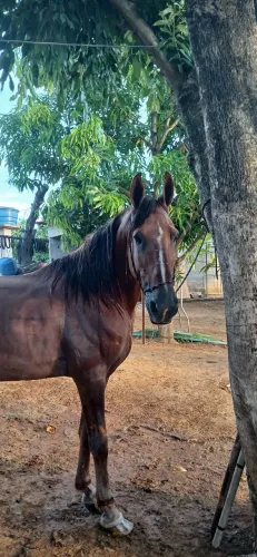 Vendo cavalo campolino puro