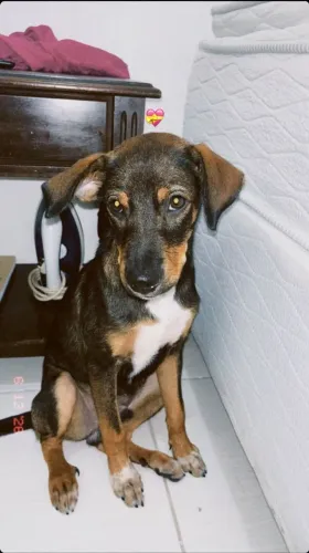 Doação de cachorro 