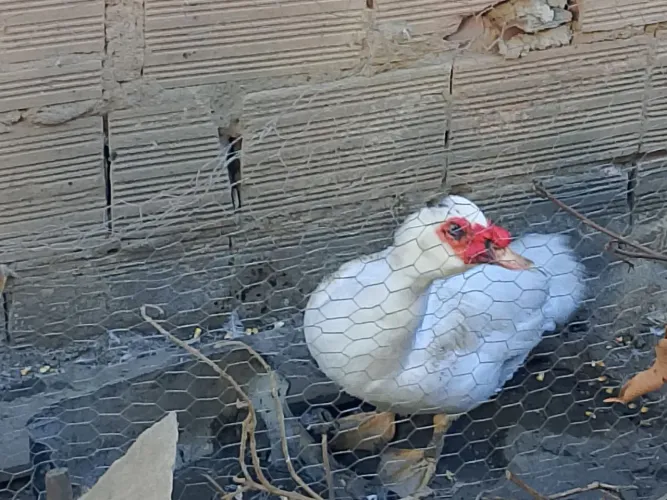 1 pato macho e 2 patas femeas domésticos Cairina moschata, ou pato-mudo ou pato-do-mato.