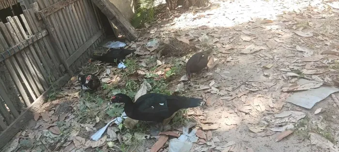 Animais