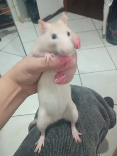 Rato Twister doméstico 6 meses
