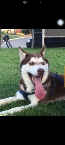 Husky siberiano