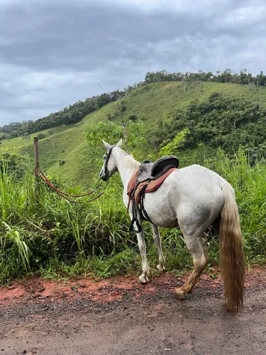 Vendo égua registrada
