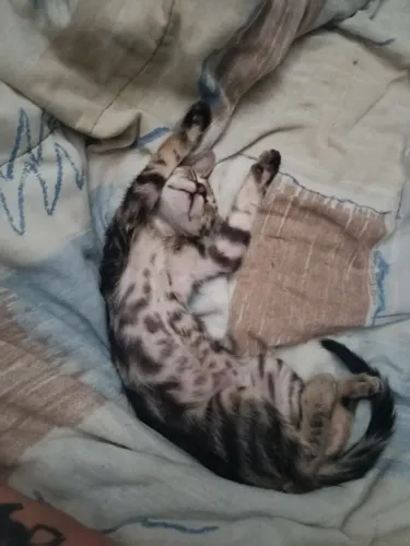 Gatinhos para adoção responsável