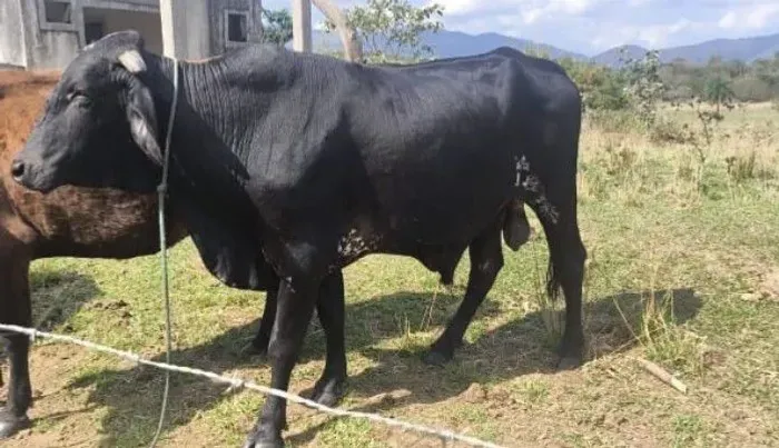 Touro leiteiro
