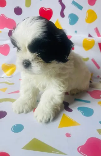 Promoção Shihtzu pequenino