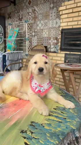 Golden retriever filhotão lindos vacinados