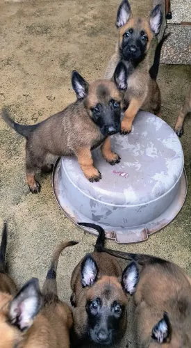 Pastor belga malinois com.pedigre entrega 26