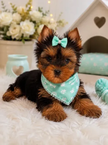 Perfeitinha yorkshire fêmea padrão! 4 quilo adulta