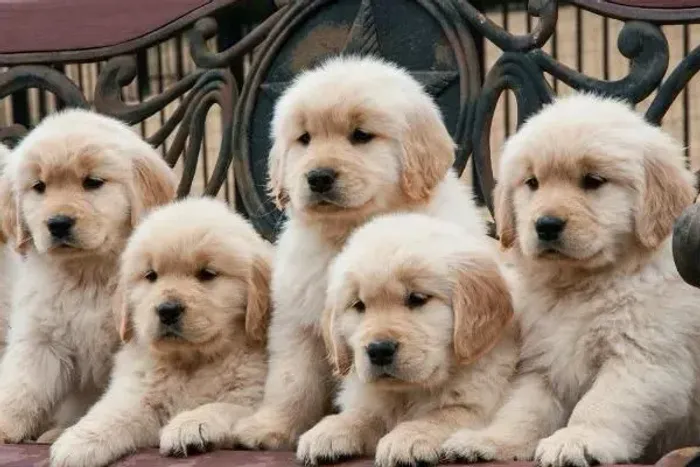Golden Últimos filhotes disponíveis!