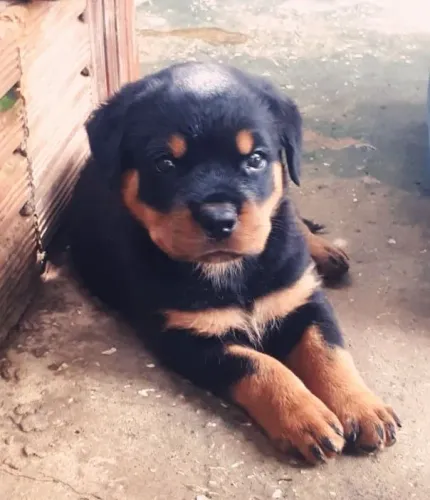 Filhote de Rottweiler
