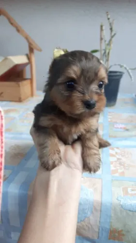 Filhotes Yorkshire