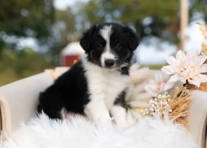 Filhotes de Border Collie | Carinho cheio de ternura.