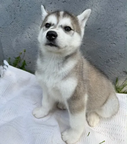PROMOÇÃO HUSKY SIBERIANO