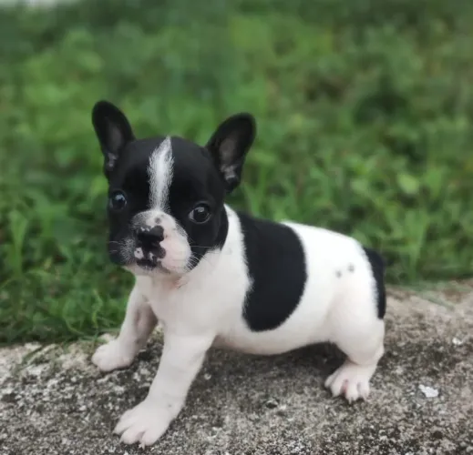 Bulldog francês Fêmea Black white 