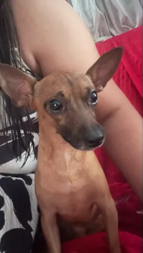 Procura-se uma namorada para cachorro pinscher 1