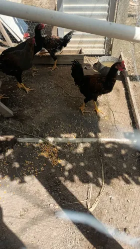 Frango caipira