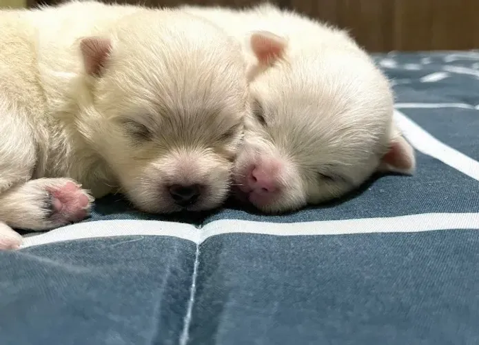Lindos filhotes de Spitz Alemão padrão anão ursinho.