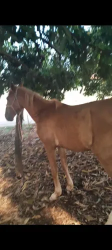 Egua boa ,mansa de criança andar